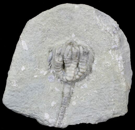 Taxocrinus Colletti Crinoid Fossil - Indiana #29395